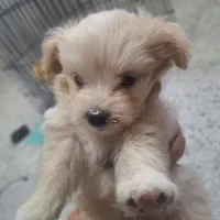 سگ عروسکی نژاد دار|سگ|مرودشت, قانون|دیوار