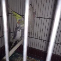 عروس هلندی