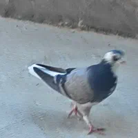 فروش سه عدد کبوتر|پرنده|اصفهان, طامه|دیوار