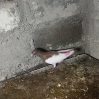 کفتر|پرنده|میانه, |دیوار