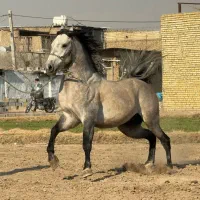 فروش ۲ راس نریان تکبندی|اسب و تجهیزات اسبسواری|اصفهان, رهنان|دیوار