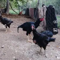 4مرغ 1خروس|حیوانات مزرعه|سردشت, |دیوار