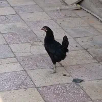 مرغ عربی