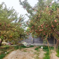 اجاره باغ سیب