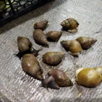 حلزون توضیحات رو بخون