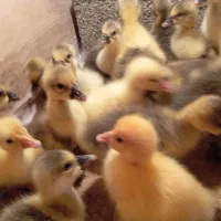 هر هفته جوجه غاز .جوجه اردک .جوجه