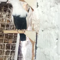 یک جفت کفتر دمبی