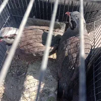 بلدر چین گم شده