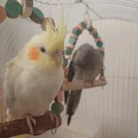 عروس هلندی|پرنده|محمدیه-قزوین, |دیوار