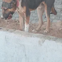 سرابی ۶ ماهه