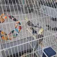 فروش دو عدد عروس هلندی نر