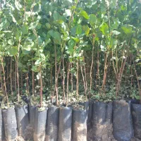 نهال پسته گلدانی ارسال از یزد هست|خدمات باغبانی و درختکاری|سروستان, |دیوار