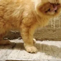 سلام یک عدد گربه پرشین نر
