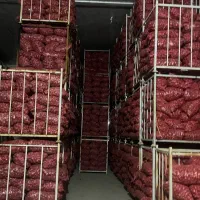 پیاز قرمز خوراک دام