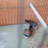 فنچ مولد سالم