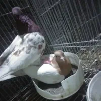 کفتر  کله  نر ماده|پرنده|گلبهار, شهر جدید گلبهار|دیوار