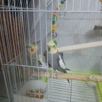یک جفت عروس هلندی نروماده