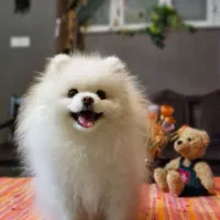 پامرانین خاص