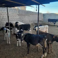 گوساله نر و ماده وگاو|حیوانات مزرعه|شیراز, حومه شیراز|دیوار