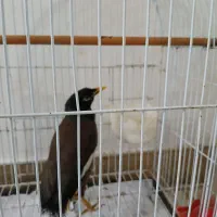 مرغ مینا نر