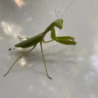 سمپاشی صددرصدتضمینی ساس سوسک و ..بامجوزرسمی بهداشت