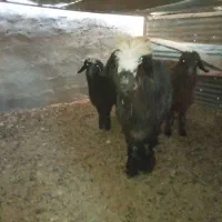 بر قوچ بسیار عالی