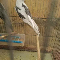 فروش انواع نژاد عروس هلندی|پرنده|بندر دیر, |دیوار