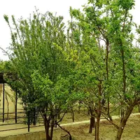 باغچه ۱۲۰۰ متری در کرج (ویلا در کرج)|فروش خانه و ویلا|مشکیندشت, |دیوار