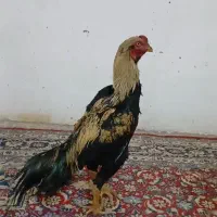 جوجه خروس ده ماهه ازهرلحاظ حرف نداره