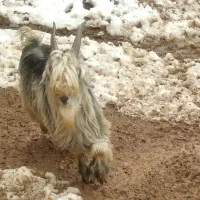 بیگ داشتی|حیوانات مزرعه|اردل, |دیوار