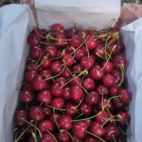 گیلاس طرقبه
