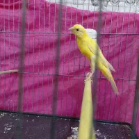 قناری نرطلایی یسر|پرنده|الوند, |دیوار