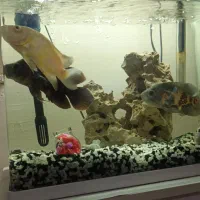 ماهی اسکار|ماهی|باغستان, |دیوار