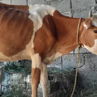 گاوباگوساله المانی