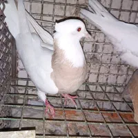 ماده کرم یا اجری عروسک طوقی|پرنده|اصفهان, خیادان|دیوار