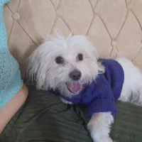 واگذاری سگ تریر