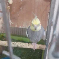 عروس هلندی همراه جوجه