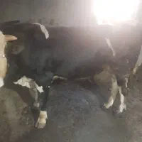 گوساله سیمینتال پر گوشت