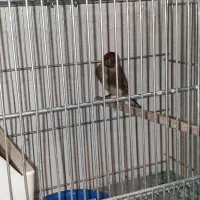 سهره نر|پرنده|ری, حمزه‌آباد|دیوار