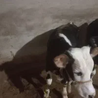 یک راس گوساله نر با یک راس گاو|حیوانات مزرعه|زنده رود, |دیوار