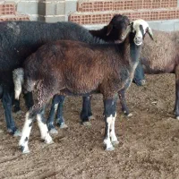 توقلی زیر قوچی