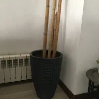 فروش چوب بامبوی بزرگ