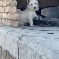 سگ پاکوتاه نر حرف گوش کن