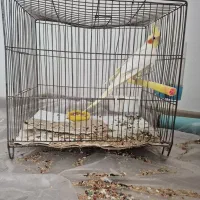 عروس هلندی نر