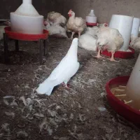 کبوتر