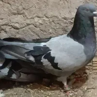 کفتر سبز معلقی