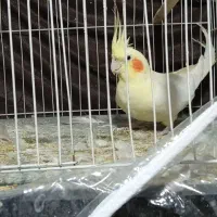 فروش‌دوعدد‌عروس‌هلندی‌نروماده|پرنده|مشهد, کوی دروی|دیوار