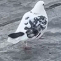 این کبوتر گم شده هر کسی پیدا کنه من ازش می خرم ی