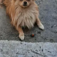 حیوان خانگی|سگ|کرج, شهرک سهرابیه|دیوار