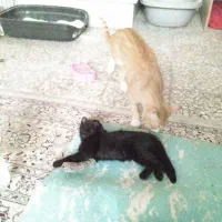 واگذاری گربه حمایتی